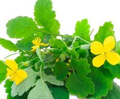 celandine for the treatment of nail fungus